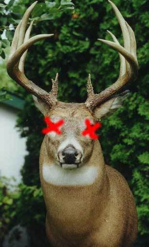 deer.jpg