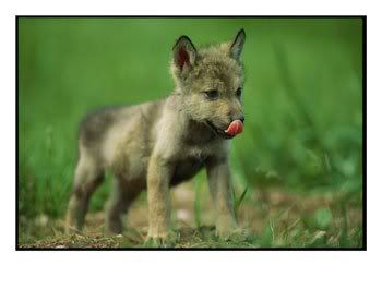 Gray wolf pup Pictures, Images and Photos