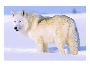 [Resim: Arctic-wolf-Canis-lupus-arctos--C11.jpg]
