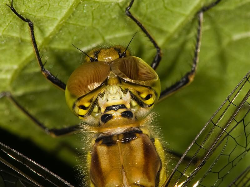 IMAGE: http://i11.photobucket.com/albums/a151/krisking59/Dragoneye.jpg