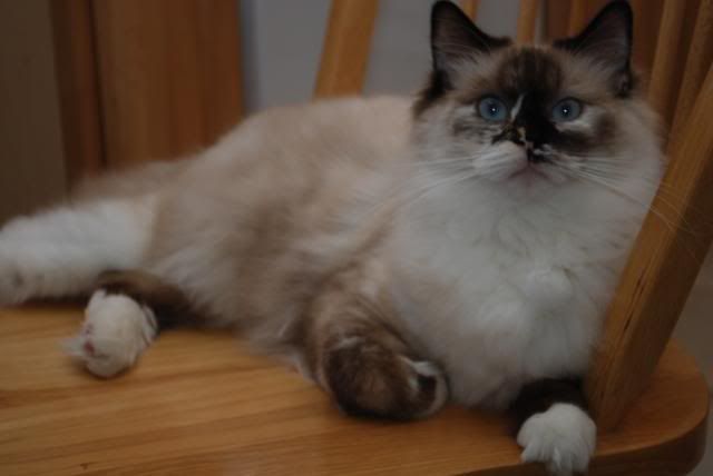 Seal Tortie Ragdoll