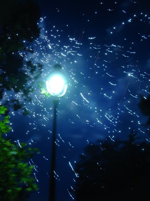 DSC01008.jpg
