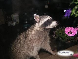 raccoon15.jpg Racoon - C/O Free Nature Pics image by greyt_parents