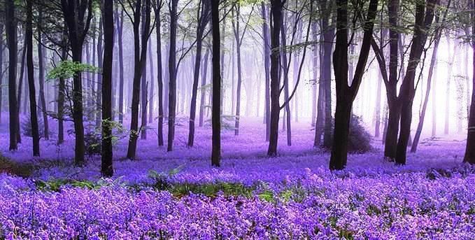 Lavender forest Pictures, Images and Photos