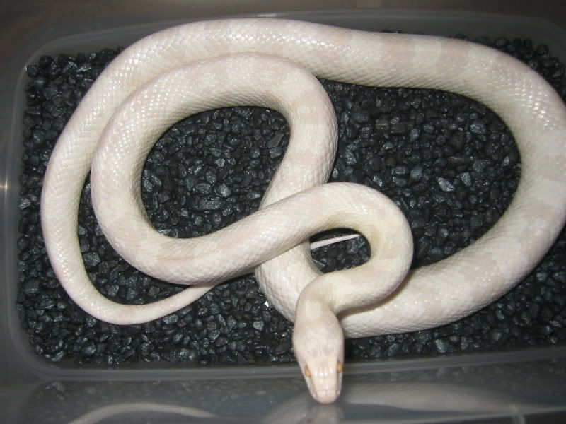 NewCORNS002.jpg