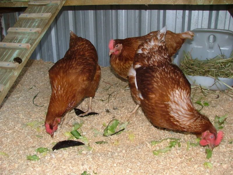 chooks072.jpg