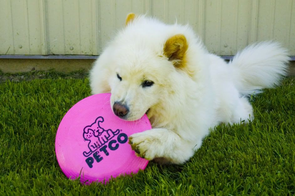 petco frisbee
