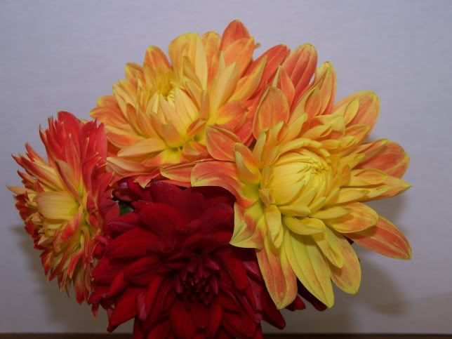 Image hosted by Photobucket.com