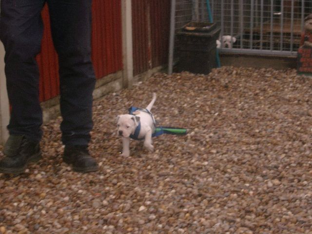 pups1stdayonharness004.jpg