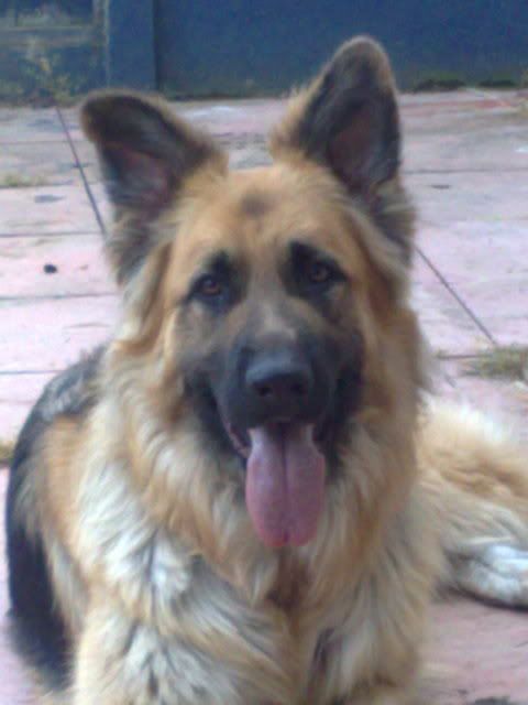 IMAGE: http://i11.photobucket.com/albums/a155/friesianfan69/120620091192.jpg