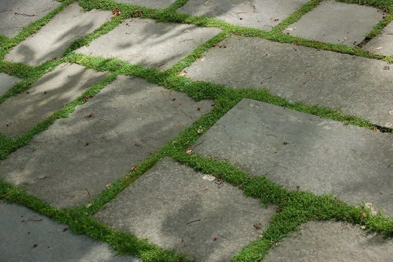 Grassy Sidewalk