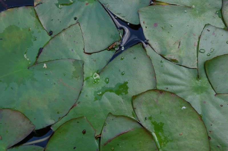 Lily Pads