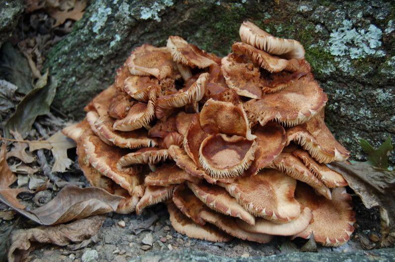Mushroom Pile