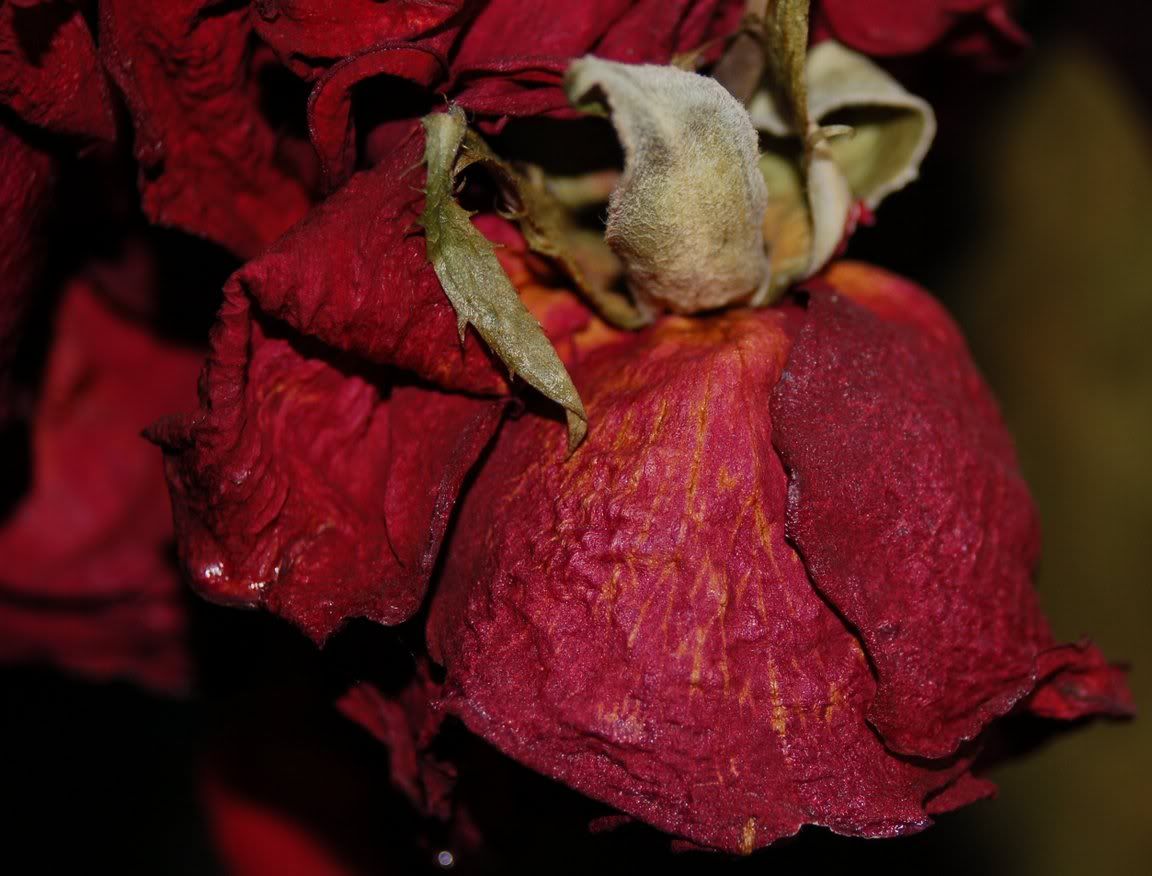 A Dried Rose