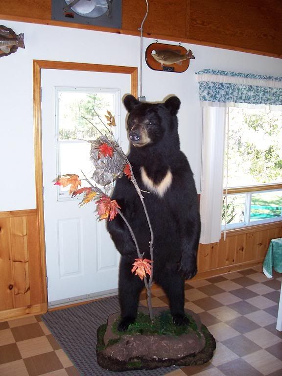 bear1.jpg