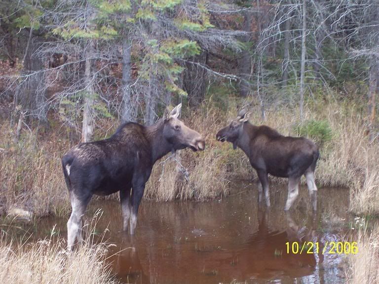 moose1.jpg