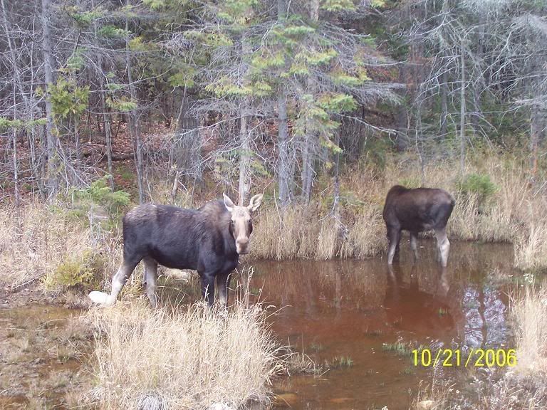 moose3.jpg
