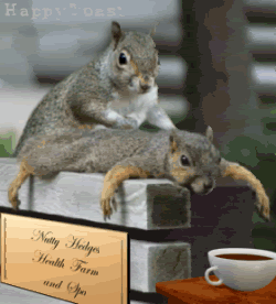 Squirrels relaxing when we're not around