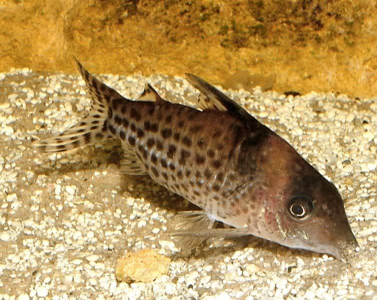 Some bottom dwellers