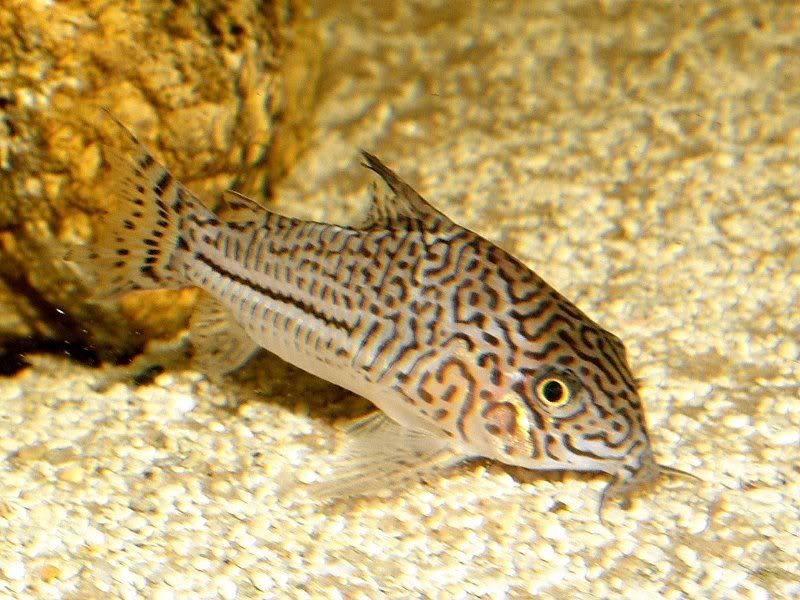 Some bottom dwellers