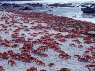 red crabs