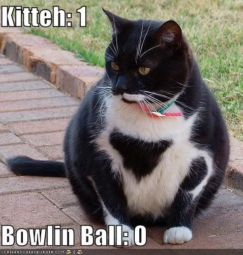 justin bieber bowling ball. owling ball cat Pictures,