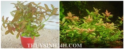 THỦY SINH 24H - Chuyên cung cấp SỈ & LẺ Cây & Rêu Thủy sinh - Thiết kế Hồ Thủy Sinh - 38