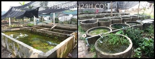 THỦY SINH 24H - Chuyên cung cấp SỈ & LẺ Cây & Rêu Thủy sinh - Thiết kế Hồ Thủy Sinh - 4