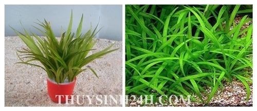 THỦY SINH 24H - Chuyên cung cấp SỈ & LẺ Cây & Rêu Thủy sinh - Thiết kế Hồ Thủy Sinh - 37