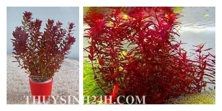 THỦY SINH 24H - Chuyên cung cấp SỈ & LẺ Cây & Rêu Thủy sinh - Thiết kế Hồ Thủy Sinh - 40