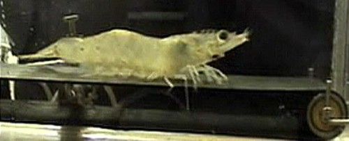 shrimp on a treadmill photo:  shrimp-treadmill-e1314271113514-500.jpg