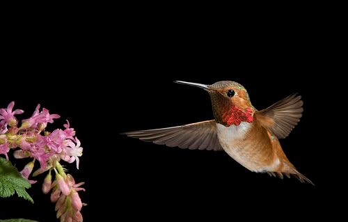Hummingbird.jpg