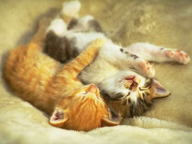 Kittens.jpg