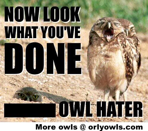 owlhater-nosweary.jpg