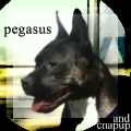 pegasus-1.png
