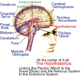 brain-center.gif