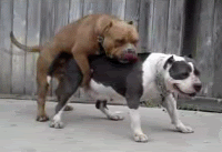 pukehumpqp7.gif?t=1289163795