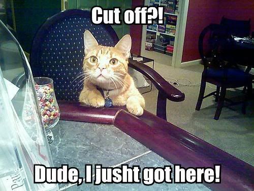 Cat-CatSittingAtBarCutOffIJustGotHe.jpg Cut off?! image by Repented