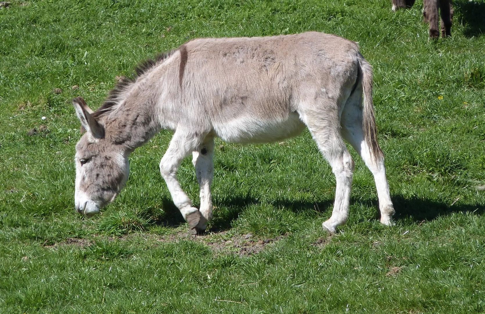 Jerusalem Donkey Pictures, Images & Photos Photobucket
