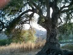 Old oak tree Pictures, Images and Photos