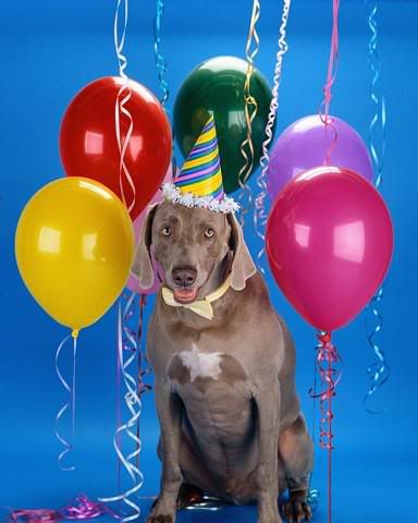 Dog20Birthday20Corbis20ValuPak20115.jpg