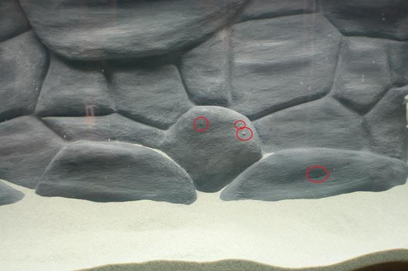 DIY rock background, questions on concrete... Cichlid Fish Forum