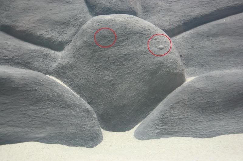 DIY rock background, questions on concrete... Cichlid Fish Forum