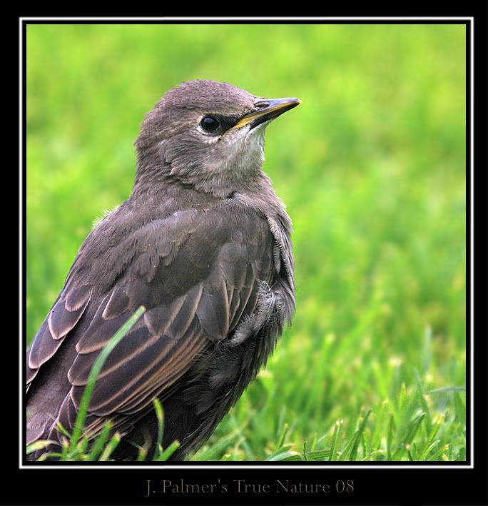 IMAGE: http://i11.photobucket.com/albums/a166/madas/08young600mmcopy.jpg