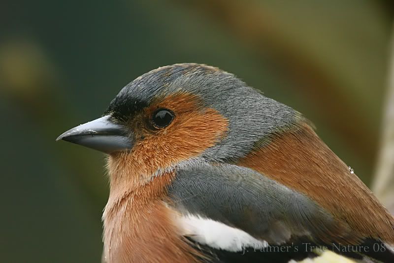 IMAGE: http://i11.photobucket.com/albums/a166/madas/6002xtccopy.jpg