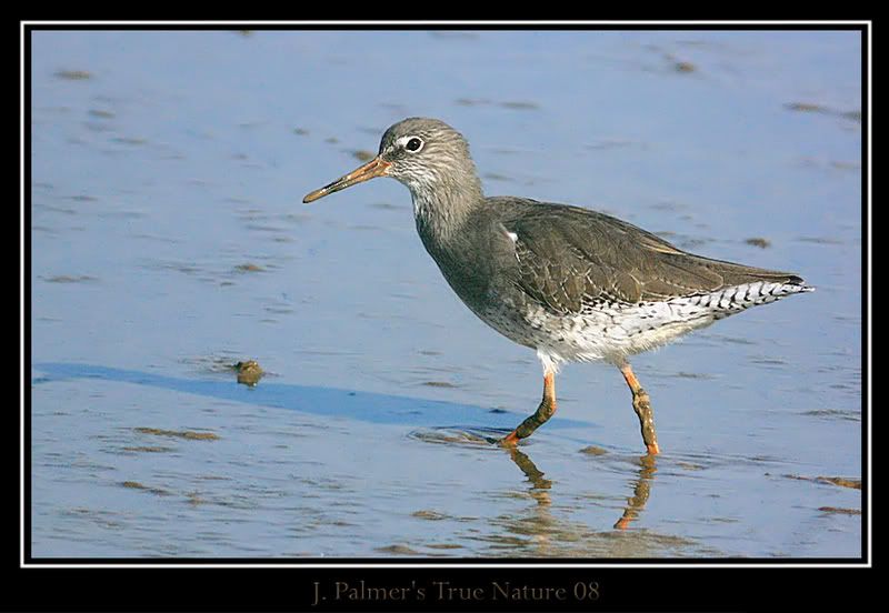 IMAGE: http://i11.photobucket.com/albums/a166/madas/600mmblyburghmarshcopy.jpg