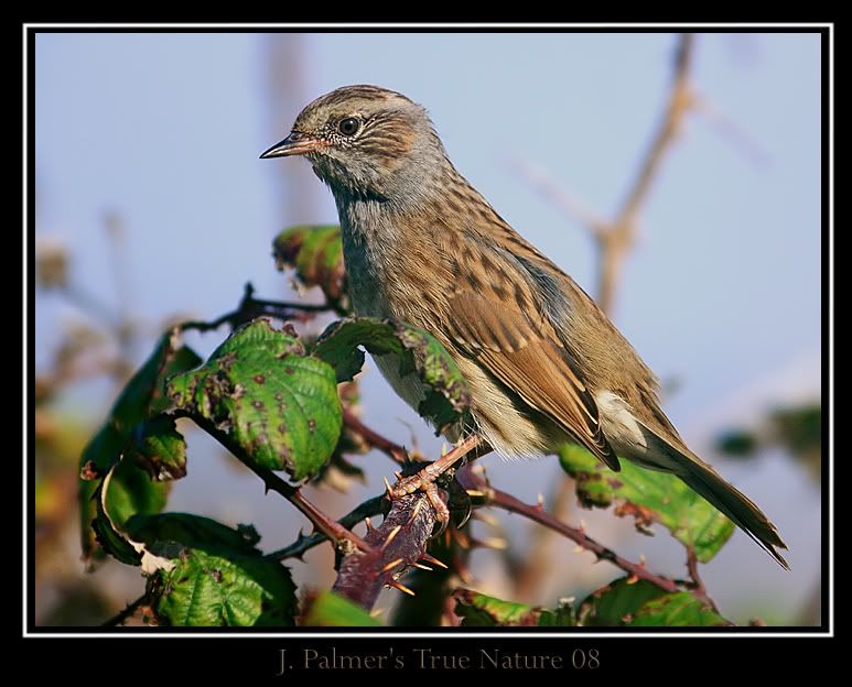 IMAGE: http://i11.photobucket.com/albums/a166/madas/600mmdunnockcopy.jpg