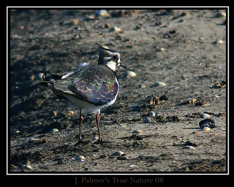 IMAGE: http://i11.photobucket.com/albums/a166/madas/600mmlapwingcopy.jpg