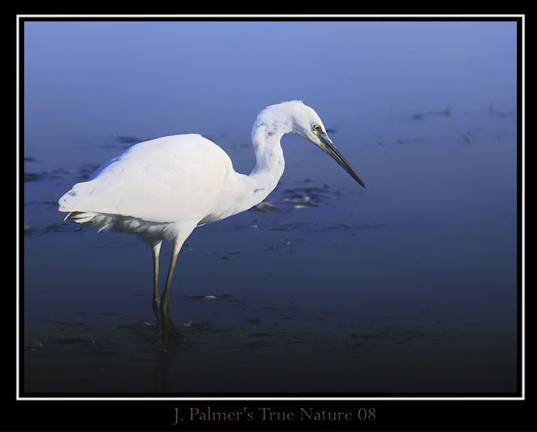 IMAGE: http://i11.photobucket.com/albums/a166/madas/600mmlittleegretcopy.jpg