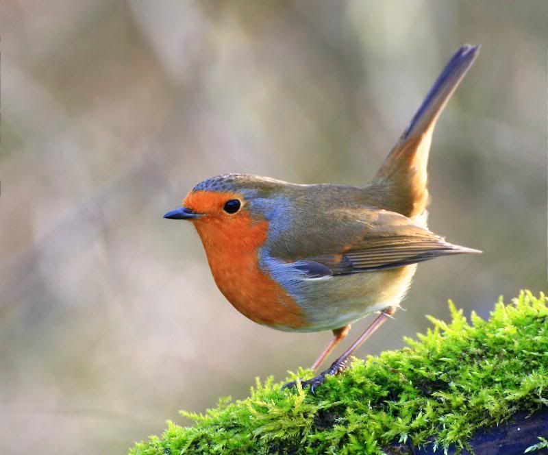 IMAGE: http://i11.photobucket.com/albums/a166/madas/ROBIN1.jpg